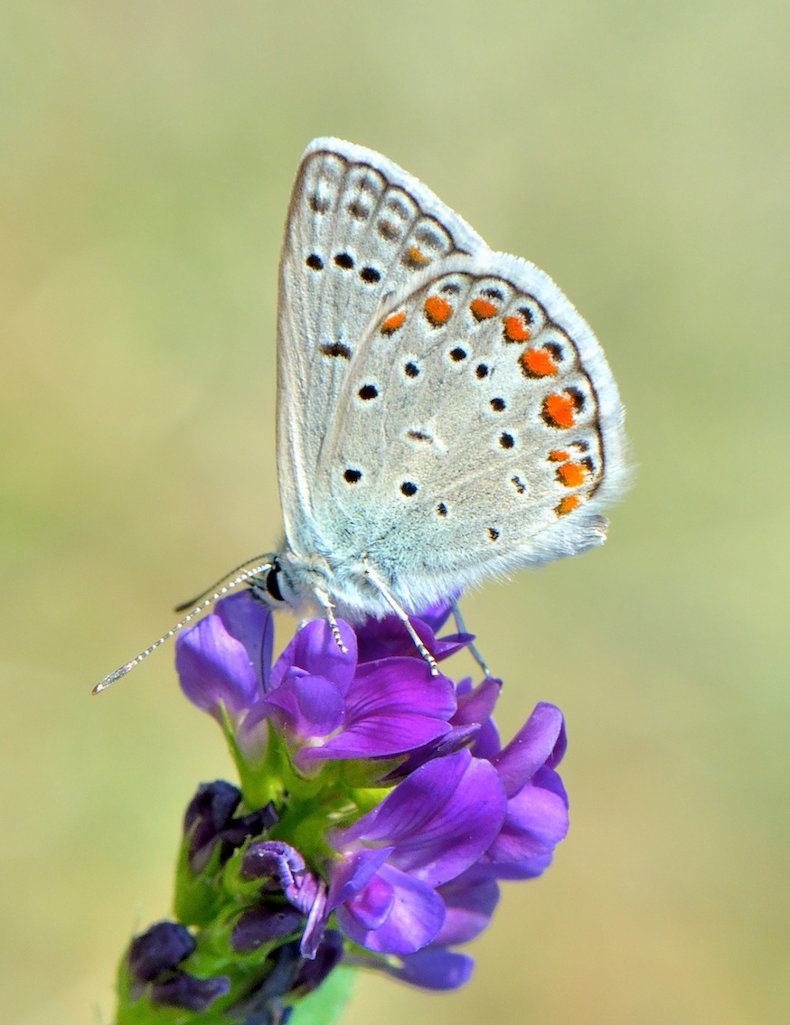 Polyommatus (Polyommatus) escheri?